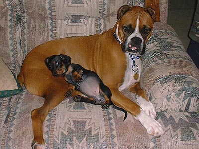 two dogs cuddling