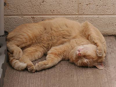 sleeping tabby cat