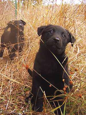 puppies in tall grasses