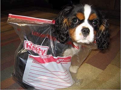 puppy in a zip-top bag