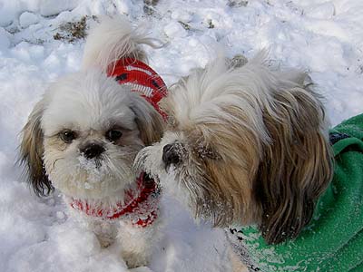 puppies in snow. Magic and Molly. Photo by: Becky Rowan, Redford, Michigan