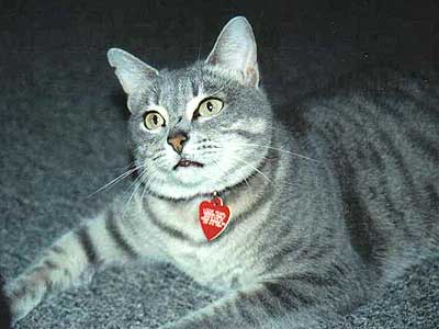 grey tabby cat