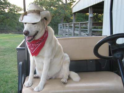 dog in cowboy hat