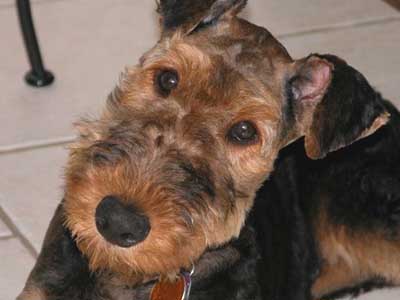 Airedale