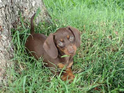 dachshund puppy