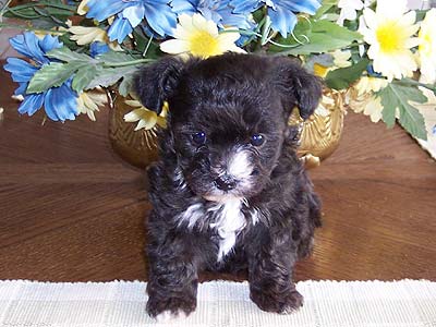 tiny poodle/terrier mix