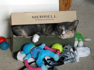 cat in shoebox