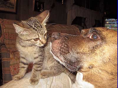 cute kitten and large pit bull