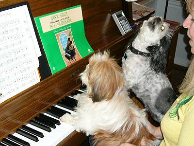 dogs playing the piano