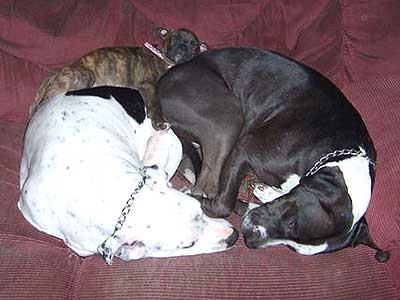 three dogs asleep on couch