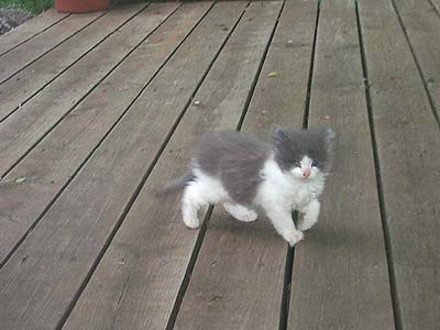 tiny kitten