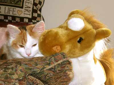 cat with stuffed horse