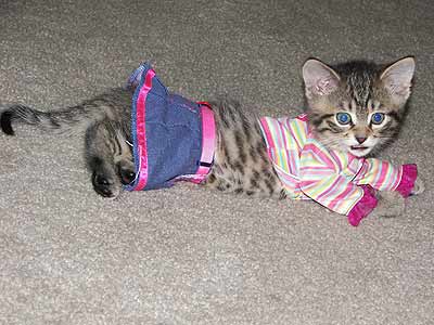 kitten in pink shirt