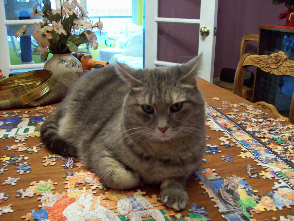 cat on jigsaw puzzle