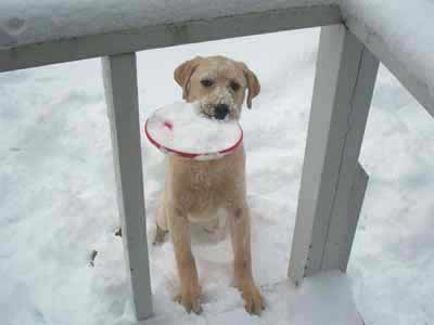 yellow Lab in snow