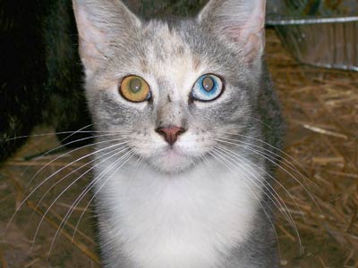 Heterochromia Iridium,keindahan Dua Warna Mata Yang Berbeda [ www.BlogApaAja.com ]