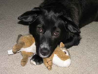 Dog with squirrel stuffed animal