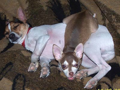 terrier gnawing on chihuahua's claws