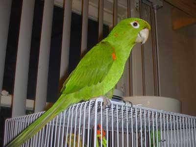 green parrot canvas