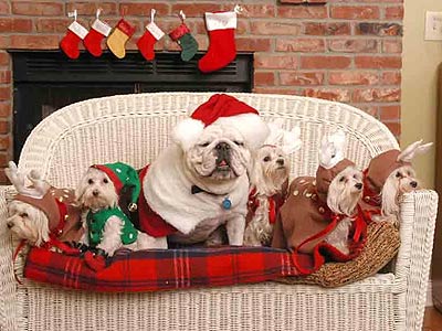 Bulldog and four Maltese in holiday costumes
