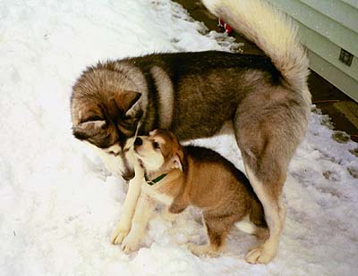 two Alaskan Huskies