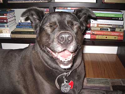 black Lab mix