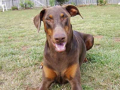 doberman