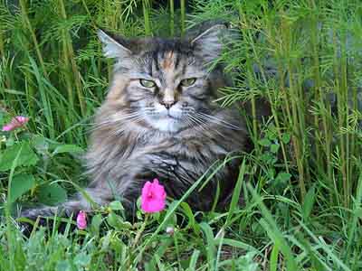 maine coon cat in tall grasses