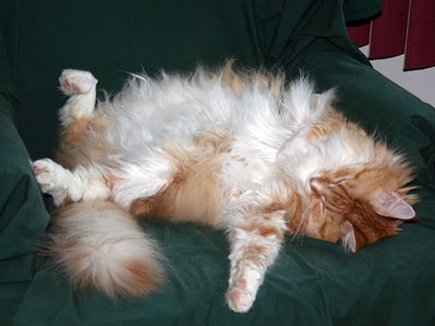 cat lounging on chair