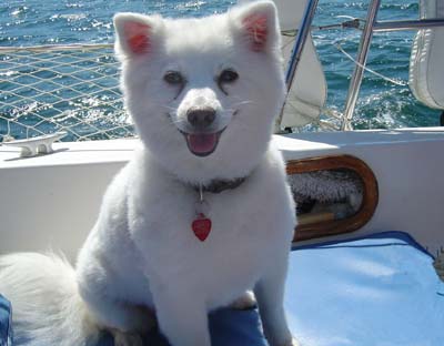 dog on sail boat