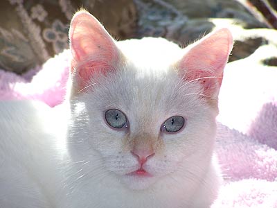 white cat