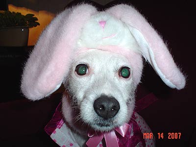 dog in bunny ears