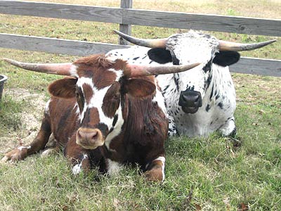 Long Horn Calves