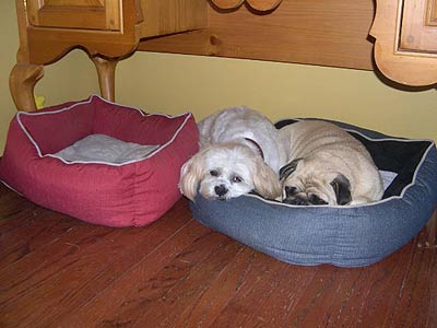 two pups in one dog bed