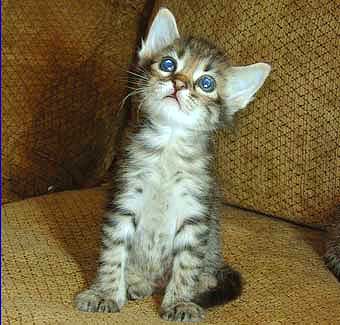 kitten