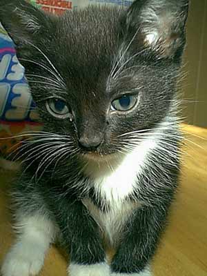 black and white kitten