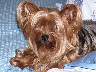 cute puppy