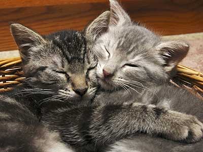 Snuggling Kittens