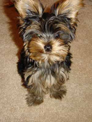 cute Yorkie