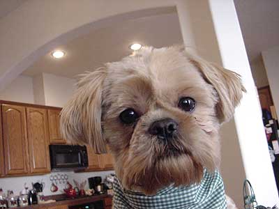 furry little dog