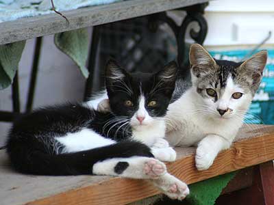 two kittens on a bench