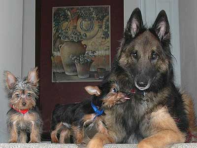 silky terriers