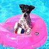 Minnie in pool