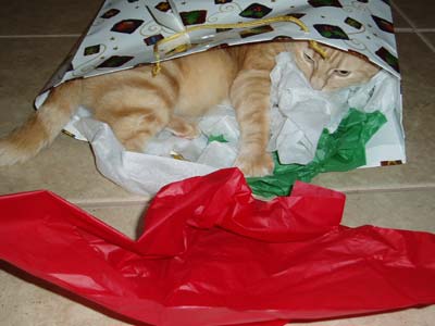 cat in gift bag