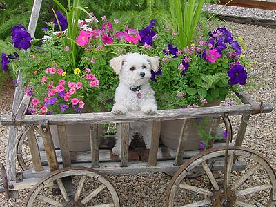 dog in amish cart with flowers