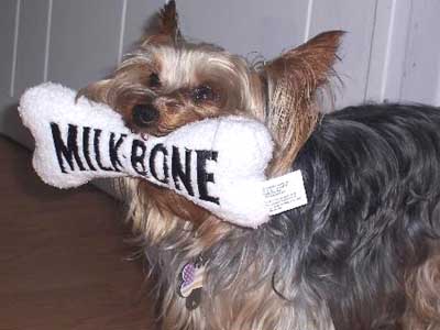 yorkie with big stuffed Milkbone toy