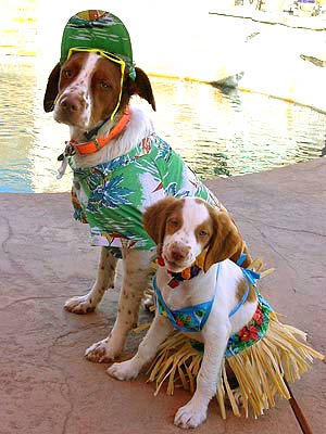 dog and puppy in hula skirts