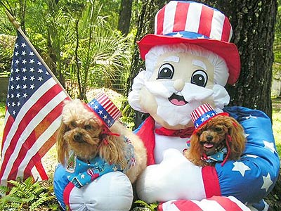 two poodles dressed for 4th of July