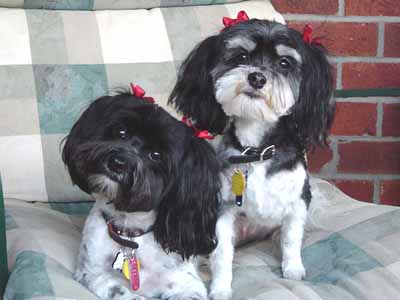 two small dogs in bows