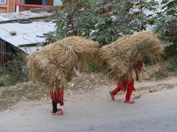 subsistence agriculture